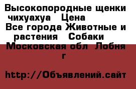 Высокопородные щенки чихуахуа › Цена ­ 25 000 - Все города Животные и растения » Собаки   . Московская обл.,Лобня г.